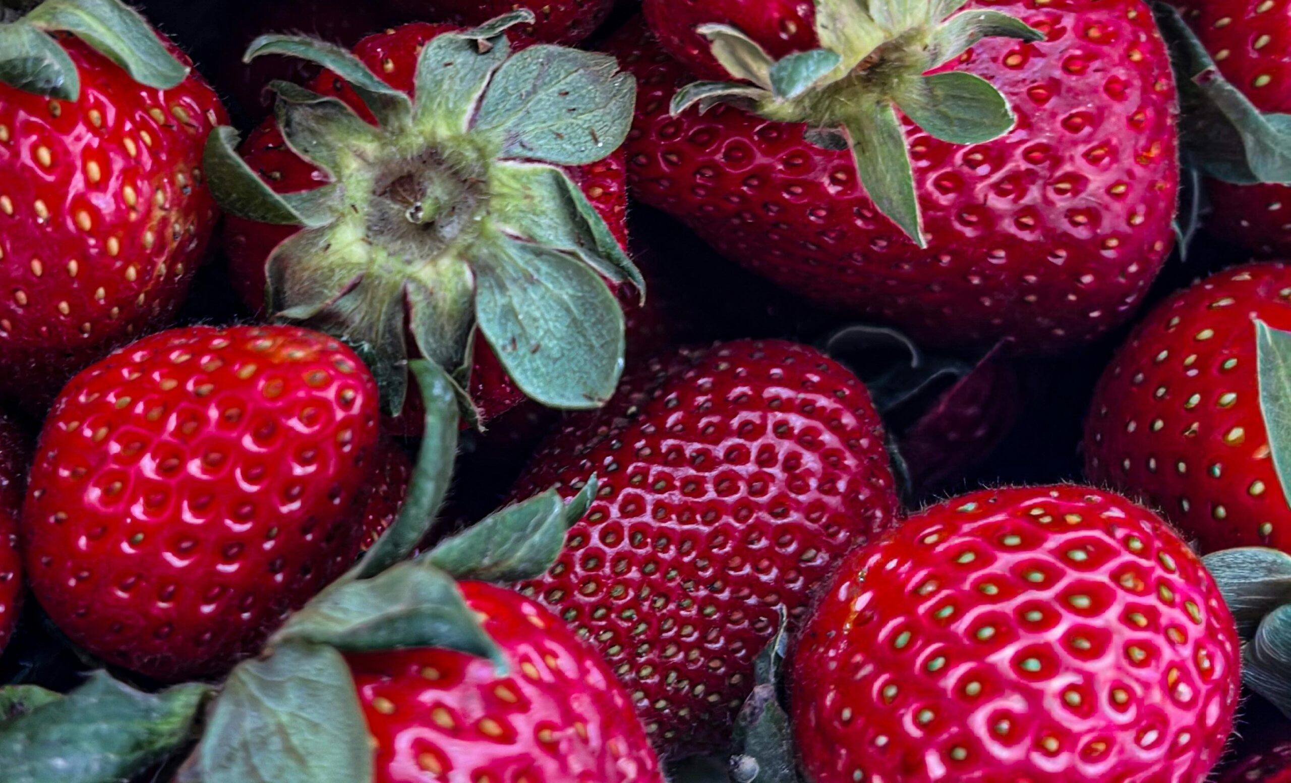 Fresas Calidad Premium