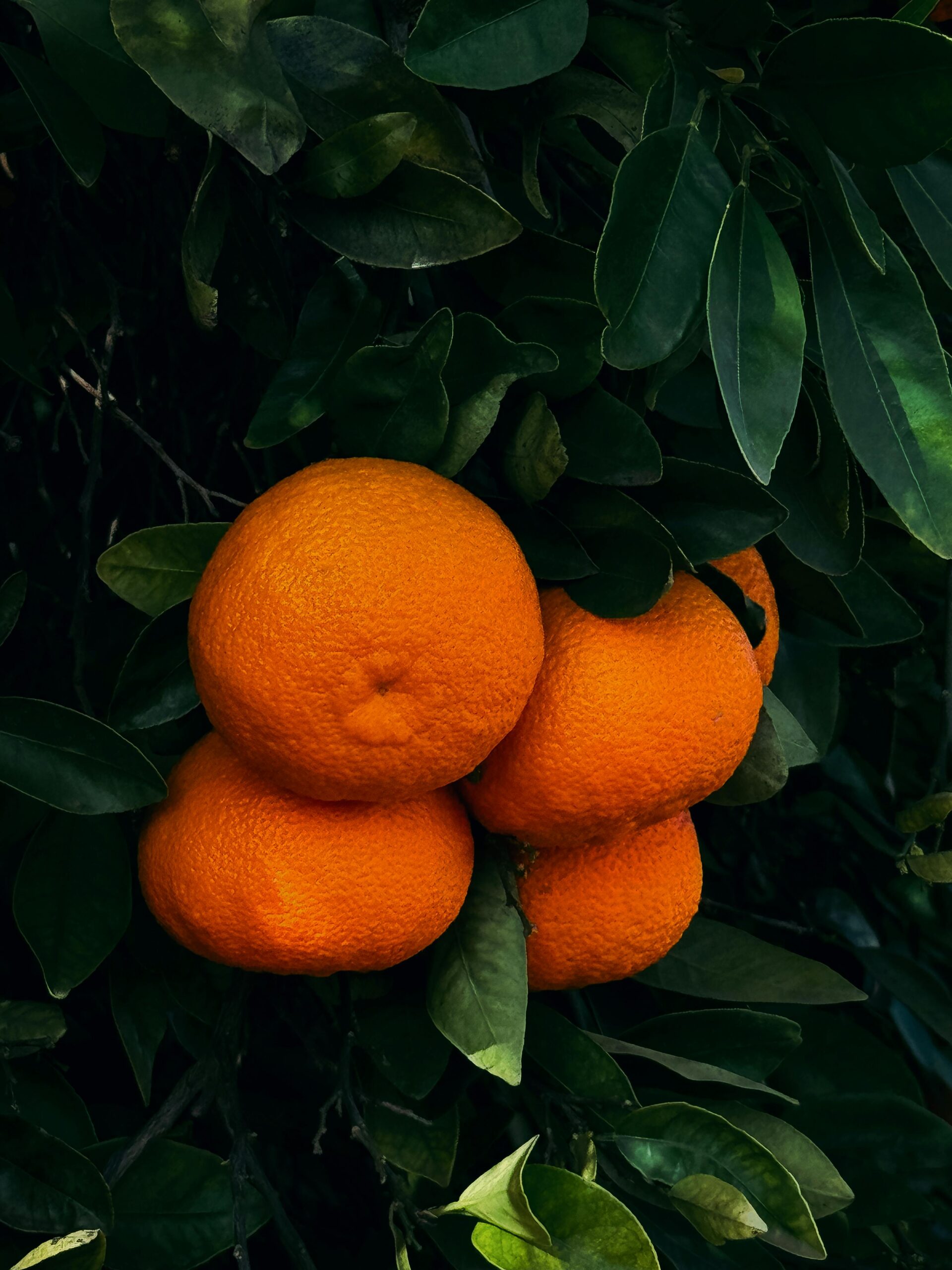 Cítricos MoguerLuz